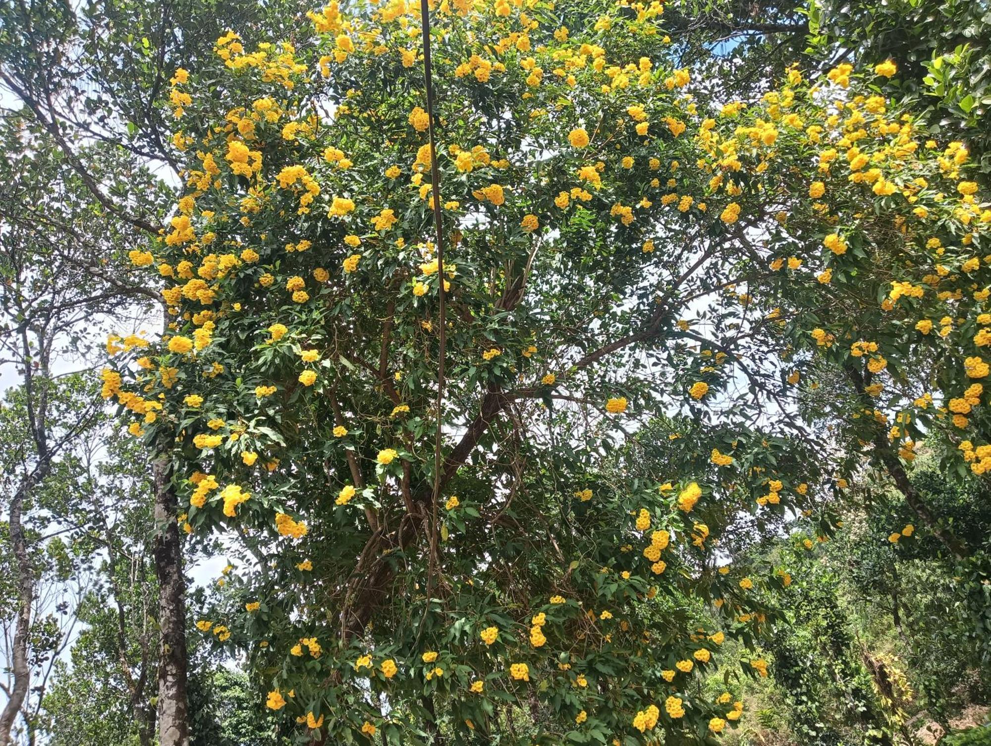 Tharayil Farm Stay Vagamon Room photo